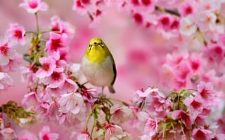 Картинка Птичка, весна, цветы, Японская белоглазка, дерево, сакура, розовые