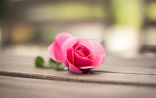 Картинка Роза, боке, лепестки, цветок, розовая, макро