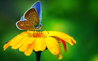 Обои природа, drop, macro, цветок, nature, макро, капля, butterfly, flower, бабочка