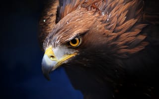 Картинка Golden Eagle, хищник, клюв, Золотой орел