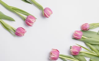 Картинка цветы, бутоны, тюльпаны