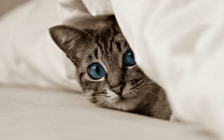 Картинка кот, голубые глаза, взгляд, котёнок, животные