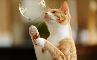 Картинка кот, лапы, рыжий, мыльный пузырь, игра
