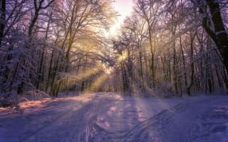 Картинка деревья, солнце, зима, лучи, снег, Aleksei Malygin