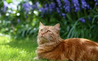 Картинка кошка, кот, цветы, пушистый, рыжий, трава, сад