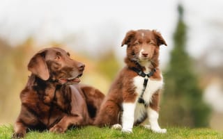 Картинка лабрадор, коричневые, собаки, бордер-колли, щенок