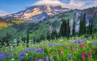Картинка США, облака, горы, деревья, холмы, природа, цветы, поляна