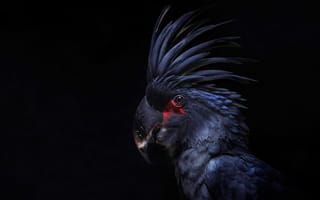 Картинка Какаду, перья, хохолок, попугай, птица, черный