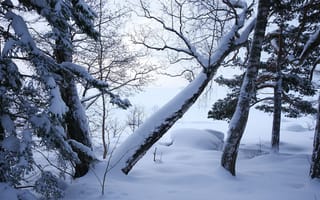Обои лес, деревья, зима, снег