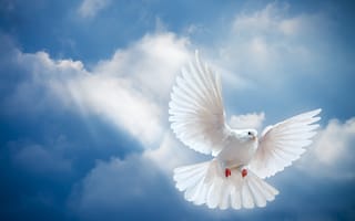 Обои dove, мир, небо, птица, лучи солнца, белый голубь, white, свет, pigeon, sunrays, sky, peace