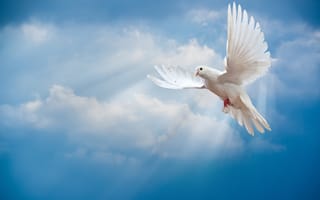 Картинка dove, sky, мир, птица, белый голубь, pigeon, white, небо, sunrays, лучи солнца, peace