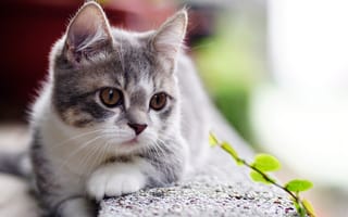 Картинка милая, глазки, котёнок, малыш