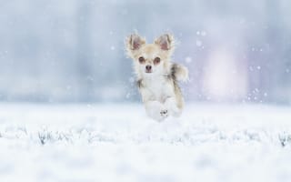 Картинка зима, собачонка, прыжок, снег, пёсик, Чихуахуа, прогулка