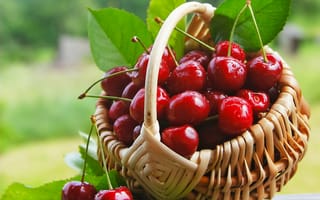 Обои cherry, fresh, черешня, ягоды, корзинка, sweet, berries, вишня