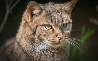 Картинка европейский лесной кот, портрет, взгляд