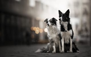 Картинка собаки, друзья, улица