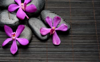 Картинка spa, спа, black, камни, stones, purple, zen, flowers, цветы, bamboo