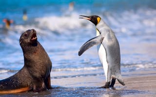 Картинка королевский пингвин, пляж, океан, кергеленский морской котик, море