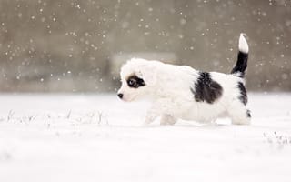 Картинка dog, snow, snowing, alert, eye, suspicious