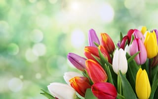 Картинка цветы, букет, боке, весна, тюльпаны