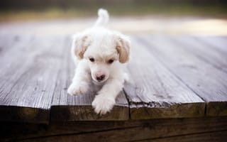 Картинка собака, мост, щенок