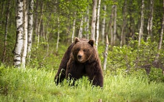 Картинка лес, Финляндия, медведь
