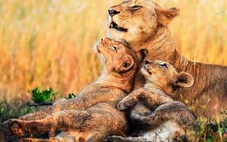 Картинка львы, детеныши, львица, Африка, котята
