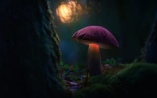 Картинка лес, свет, боке, гриб, мох, макро