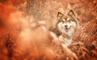 Картинка осень, собака, боке, Финский лаппхунд, морда
