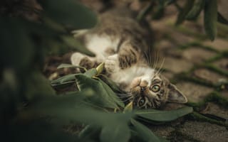 Картинка кошка, котейка, котёнок, взгляд, листья