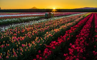 Картинка США, природа, солнце, трактор, цветы, тюльпаны, закат, поле