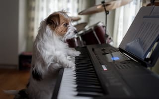 Картинка музыкант, пёсик, собака, пианино, Джек-рассел-терьер