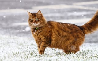 Картинка зима, шерсть, снежинки, кошка
