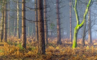 Картинка лес, England, Coughton, Англия