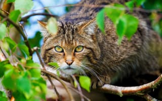 Картинка Scottish Wild Cat, морда, дикая кошка, животное