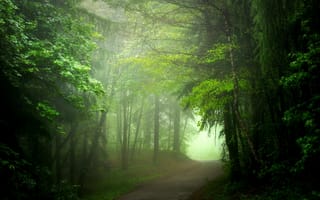 Картинка лес, туман, лето, дорога