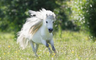 Картинка White, пони, бег, Small Horse, Field, Beautiful, одуванчики, Running, Pony