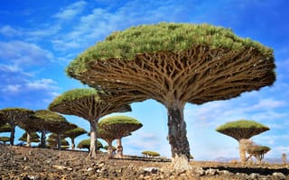 Картинка Dracaena cinnabari, камни, небо, зонт, облака, драцена, Аравийское море, деревья, Сокотра