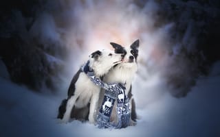 Картинка поцелуй, друзья, снег, две собаки, пара, зима, Бордер-колли