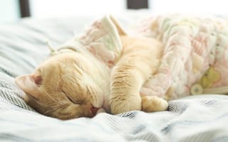 Картинка кот, бежевый, кровать, спит, Британский