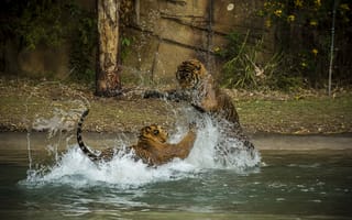 Обои тигры, купание, дикие кошки, пара, драка, брызги, хищники, игра