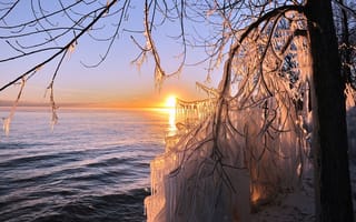 Картинка дерево, сосульки, лед, море, солнце