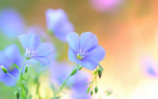Картинка Лен, цветы, лето, лепестки, полевые, голубые