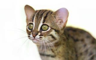 Картинка ржавая кошка, детёныш, rusty spotted cat, взгляд, морда, кот, ©Tambako The Jaguar, котёнок