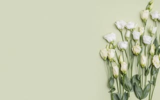 Картинка цветы, букет, эустома
