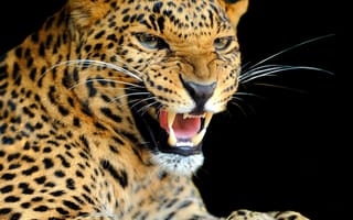 Картинка дикая кошка, хищник, рычание, взгляд, окрас, леопард