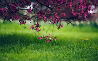 Картинка природа, трава, весна, дерево, цветы, боке