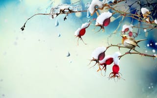 Картинка птичка, снег, капли, ягоды, шиповник, ветки, лёд