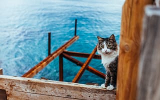 Картинка кошка, вода, кот