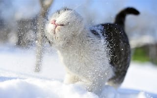 Картинка кот, лапы, хвост, cat, стуж, снежный, snowy, боке, любитель, душ, зимних, усы, снег, размытость, котяра, принимает